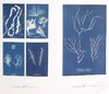 预售 【中商原版】Anna Atkins: Blue Prints 进口艺术 安娜-阿特金斯 蓝色版画 商品缩略图5