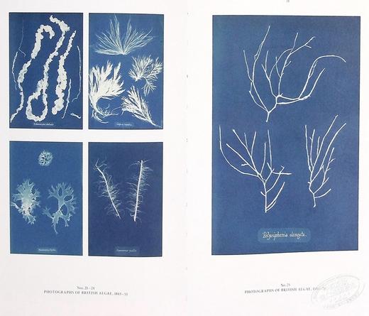 预售 【中商原版】Anna Atkins: Blue Prints 进口艺术 安娜-阿特金斯 蓝色版画 商品图5