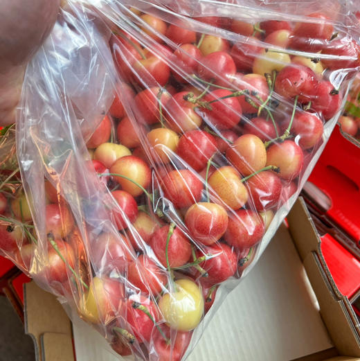 【斯凯拉蕾】高端金车（斯凯拉蕾）金车 黄车 车厘子，颜色红，口感脆甜，肉厚核小，颜值比较高！ 商品图3