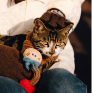 【已绝版】 冬日梦想家系列 宠物围巾（棕）s码