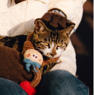 【已绝版】 冬日梦想家系列 宠物围巾（棕）s码 商品图0