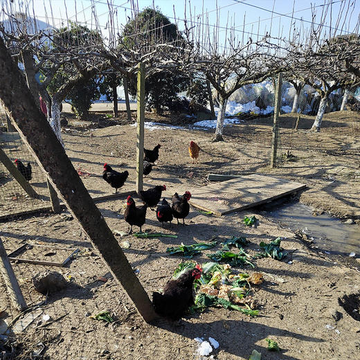 【社区团购】【散养狼山黑鸡】果园散养人工宰杀流水清洗1只/杀好净重3斤左右 商品图2