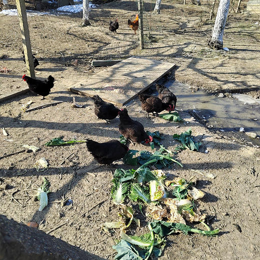 【社区团购】【散养狼山黑鸡】果园散养人工宰杀流水清洗1只/杀好净重3斤左右 商品图1