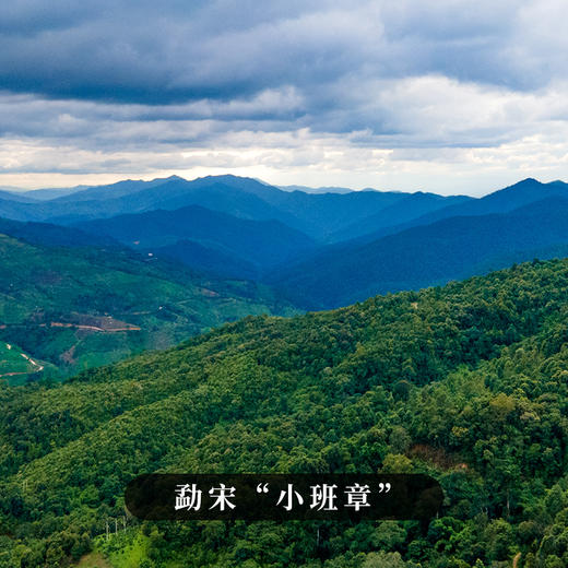 【那卡】2023年头春勐宋小班章勐海普洱茶生茶357g/饼 拍5发6 商品图2