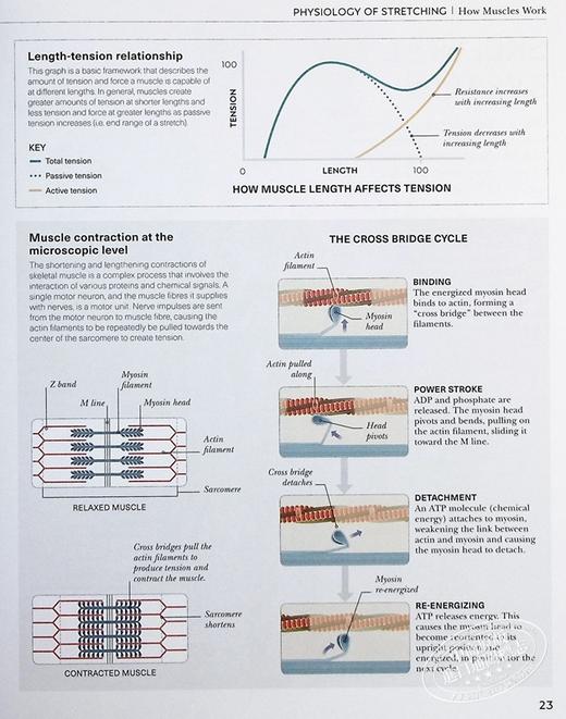 【中商原版】拉伸科学百科 英文原版 Science of Stretch Leada Malek Salehi 形体与运动科普 拉伸运动指导 运动 商品图5