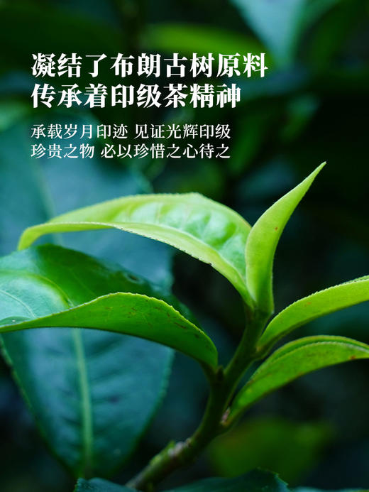 活动即将结束！【积分兑换】【九尾狐】2023年春茶神兽事业部收官力作迄今为止研发费用蕞高之作雪印青饼我们顶峰相见357克/饼 商品图3