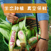 云南西双版纳香糯小玉米 商品缩略图3