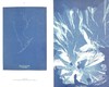 预售 【中商原版】Anna Atkins: Blue Prints 进口艺术 安娜-阿特金斯 蓝色版画 商品缩略图6