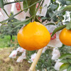 春见耙耙柑，细嫩多汁，酸甜适口，果肉化渣！ 商品缩略图6