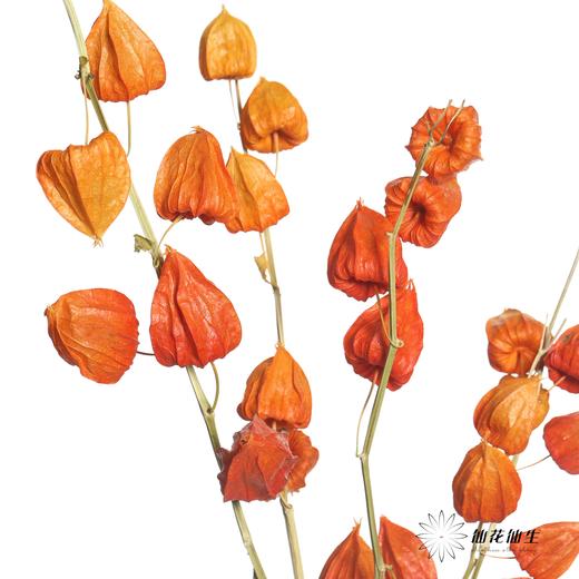 永生花材 | 酸浆果 商品图3