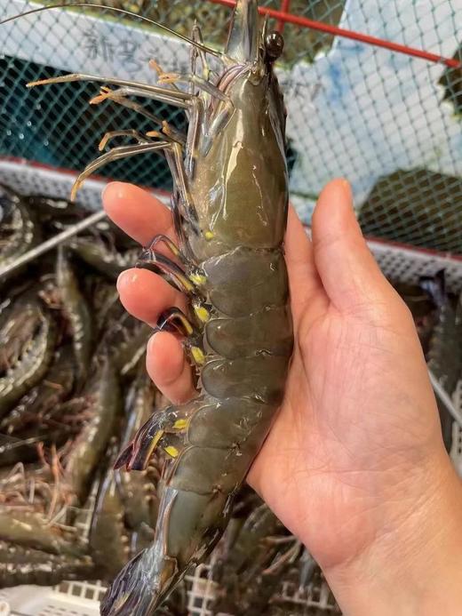 港岛姑娘 特大黑虎虾超大深海虾特大青虾甜嫩个大体肥活冻 商品图3