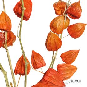 永生花材 | 酸浆果