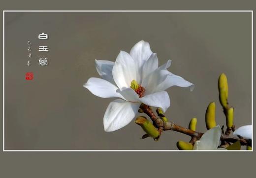 【扎西贝玛】无添加花腊护唇膏  商品图2