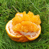 春见耙耙柑，细嫩多汁，酸甜适口，果肉化渣！ 商品缩略图3