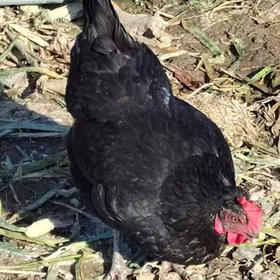 【社区团购】【散养狼山黑鸡】果园散养人工宰杀流水清洗1只/杀好净重3斤左右