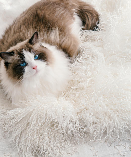 伽罗 JALO 带毛羊皮垫系列 商品图3