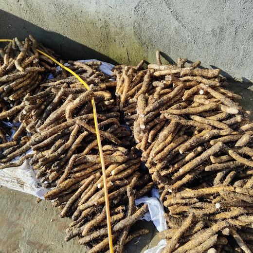 【好吃的鲜切山药•最后50份！】鲜切野山种山药 高山高海拔地区生长 新鲜去皮 真空锁鲜 顺丰冷链运输 免削皮 开袋即可下锅 冬季煲汤好食材 冷冻储存更方便 商品图2