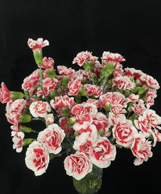 【稀有系列】多丁康乃馨~斯嘉丽 约20枝/扎 商品图3