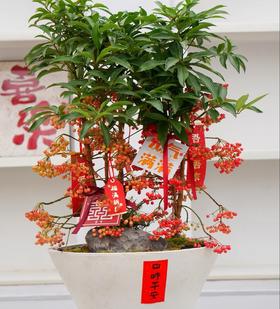 年宵花--黄金万两