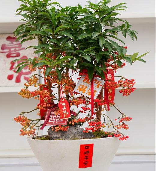 年宵花--黄金万两 商品图0