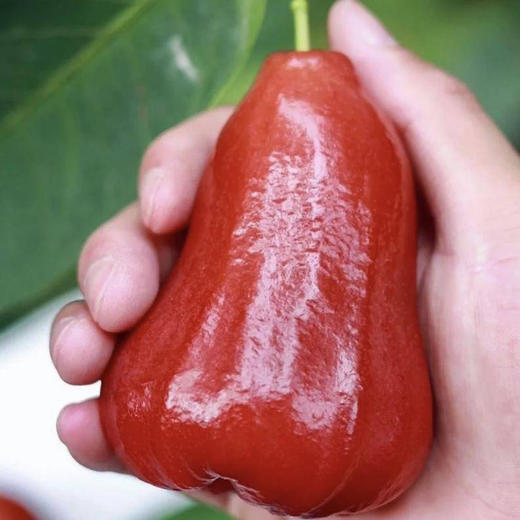 【鲜脆多汁】越南黑金刚莲雾 商品图4