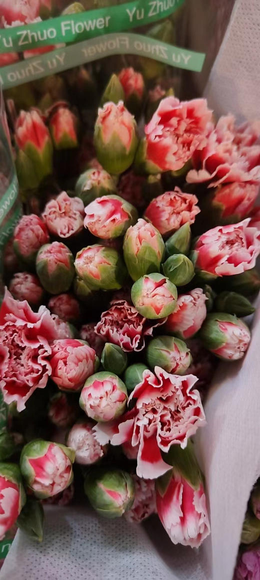 【稀有系列】多丁康乃馨~斯嘉丽 约20枝/扎 商品图4