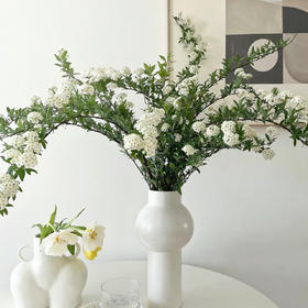 白色丨小手球花丨4-6支｜超多花苞【运输易掉嫩芽介意勿拍超长花材单独发货】