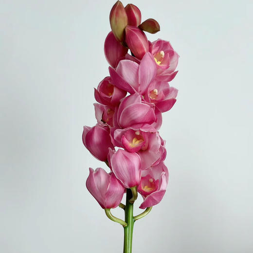 大花蕙兰丨红色丨1株 商品图1