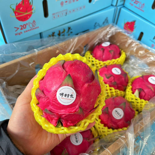 【大蜜宝】胖村长 大蜜宝红心火龙果，花青素抗氧化功能强劲，常食有益健康！ 商品图2