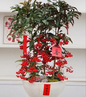 年宵花--黄金万两