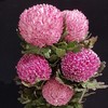 马来西亚牡丹菊鲜花各色多款选择5支 商品缩略图1