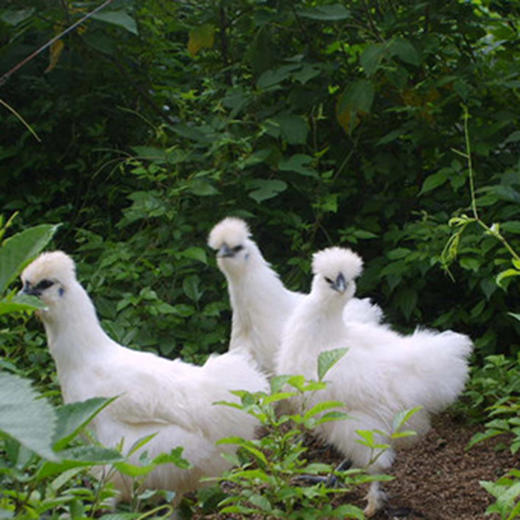 【分销】白凤村180天散养泰和乌鸡 新鲜现杀营养滋补肉质鲜嫩 商品图1