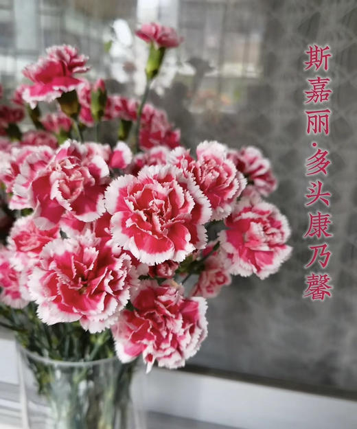 【稀有系列】多丁康乃馨~斯嘉丽 约20枝/扎 商品图0