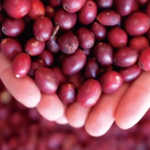 缅甸咖啡豆宾朗蜜柚手冲水洗浅焙精品新鲜烘焙 商品图2