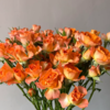 多头玫瑰 橙铃铛  10支/扎  橙色玫瑰 云南基地发货 （价格已包含包装费用） 运费以实际为准，多退少补。 商品缩略图0