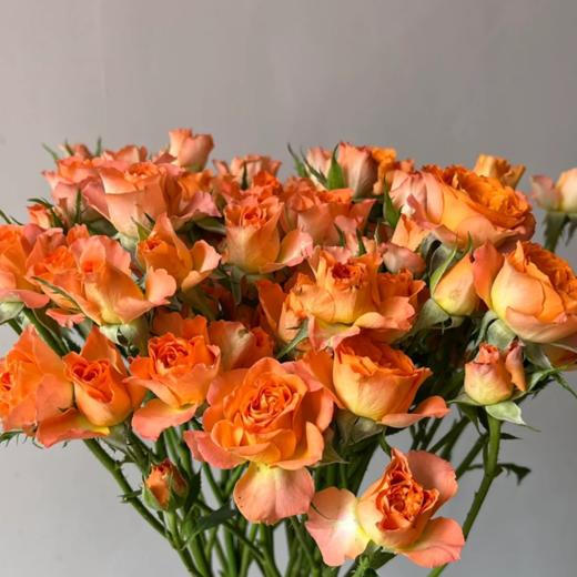 多头玫瑰 橙铃铛  10支/扎  橙色玫瑰 云南基地发货 （价格已包含包装费用） 运费以实际为准，多退少补。 商品图0