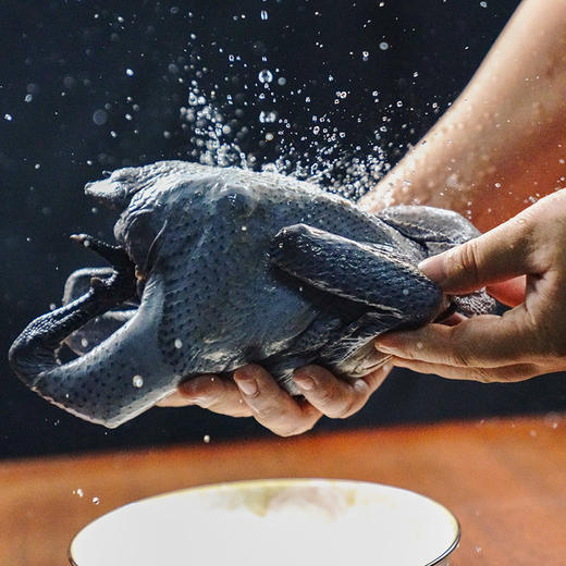 【分销】白凤村180天散养泰和乌鸡 新鲜现杀营养滋补肉质鲜嫩 商品图3