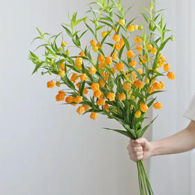 超稀有年宵花丨丨宫灯百合丨5支