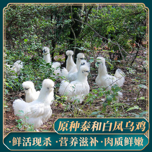 【分销】白凤村180天散养泰和乌鸡 新鲜现杀营养滋补肉质鲜嫩 商品图0