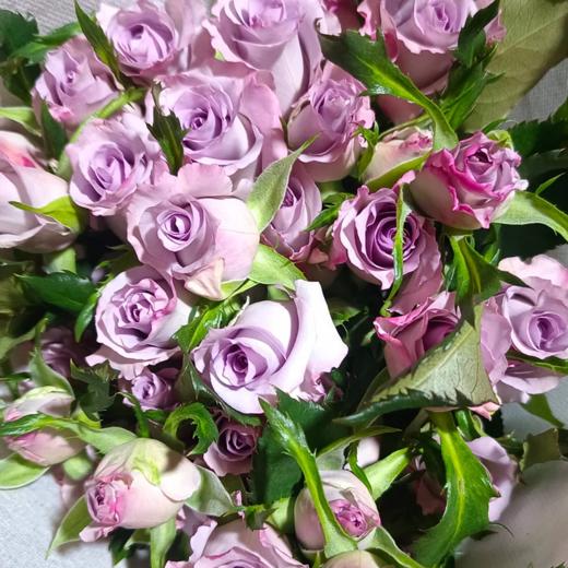 多头玫瑰 九星蓝狐  10支/扎  紫色玫瑰 云南基地发货 （价格已包含包装费用） 运费以实际为准，多退少补。 商品图1