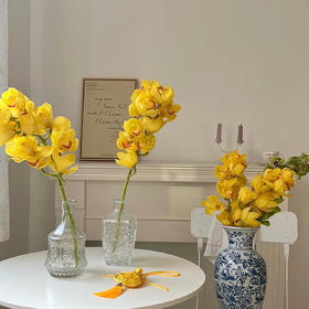 大花蕙兰丨黄色