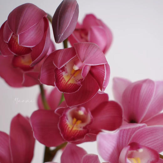 大花蕙兰丨红色丨1株 商品图2