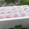草莓四川原生态新鲜水果现摘现发产地直达牛奶草莓3/5斤包邮 商品缩略图0