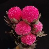 马来西亚牡丹菊鲜花各色多款选择5支 商品缩略图5