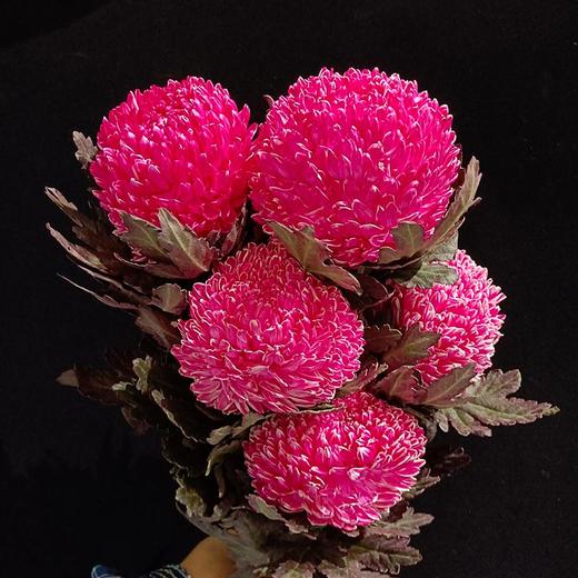 马来西亚牡丹菊鲜花各色多款选择5支 商品图5