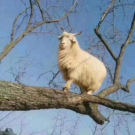 羊绒系列-【女款羊绒保暖裤】100%阿尔巴斯白山羊绒5款颜色可选 常规款和加厚款无缝无痕打底裤 商品图5