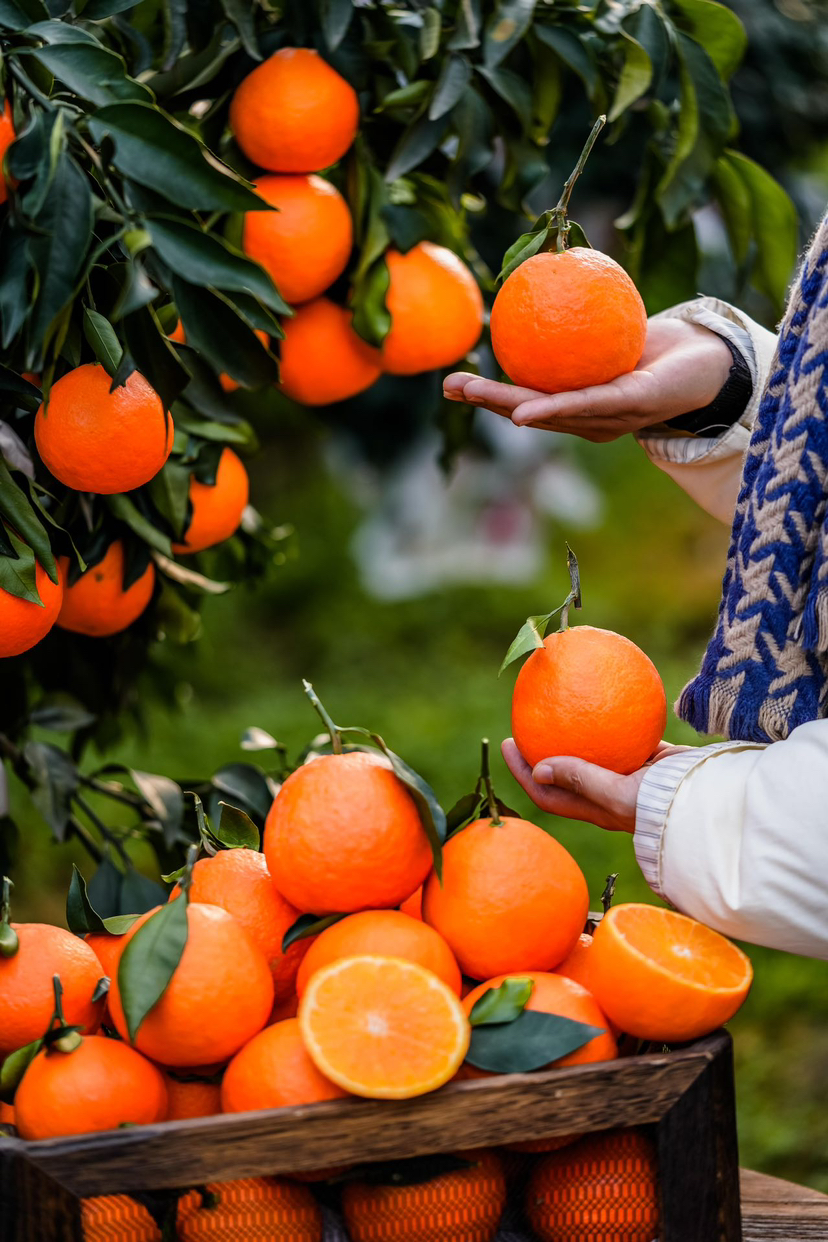 福建/四川红美人｜爆汁香甜