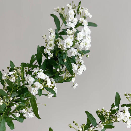 重瓣小手球 商品图0