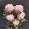 马来西亚牡丹菊鲜花各色多款选择5支 商品缩略图3