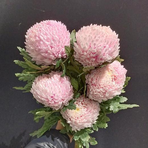 马来西亚牡丹菊鲜花各色多款选择5支 商品图3